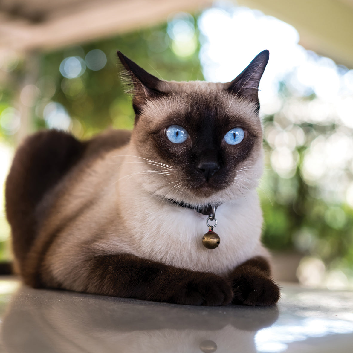 Siamese Cats - Square Calendar 2026