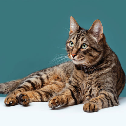 Tabby Cats - Square Calendar 2026