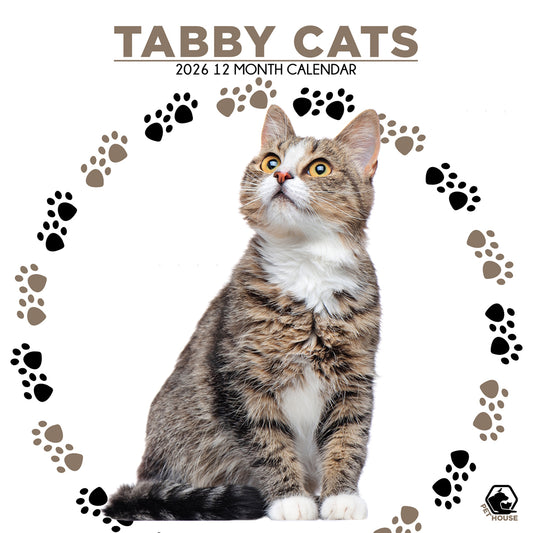 Tabby Cats - Square Wholesale