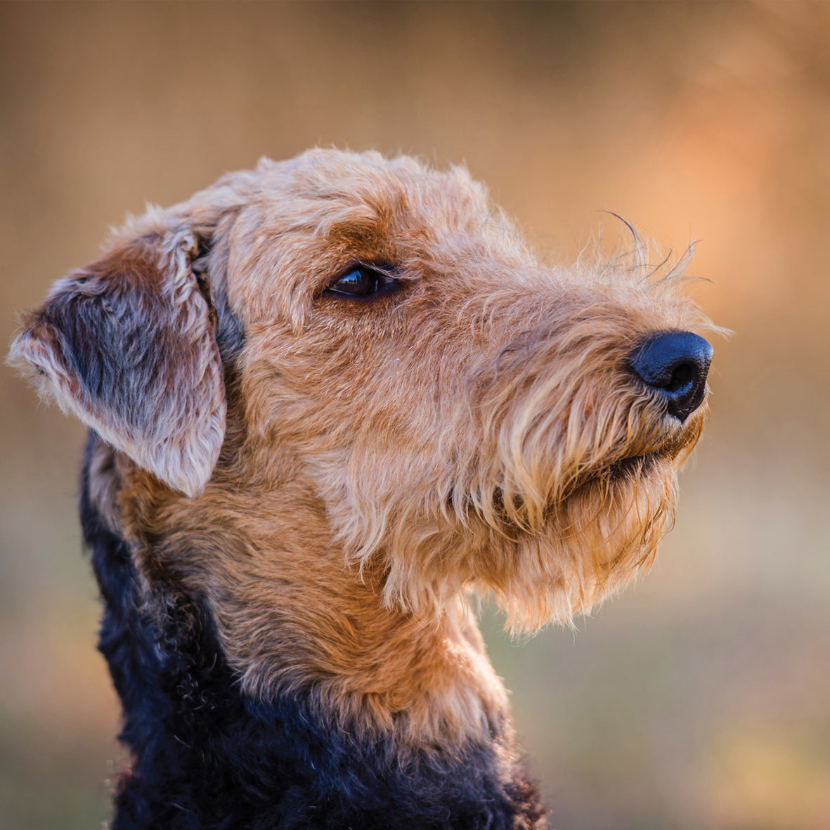 Airedale - Square Calendar 2026