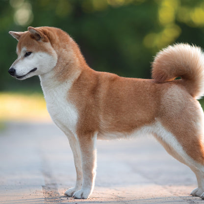 Akita - Square Calendar 2026