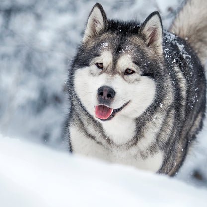 Alaskan Malamute - Square Calendar 2026