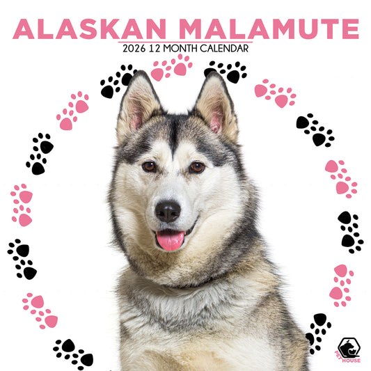 Alaskan Malamute - Square Calendar 2026