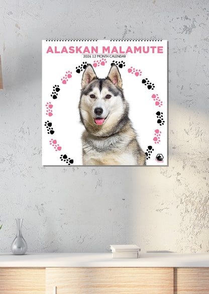 Alaskan Malamute - Square Calendar 2026