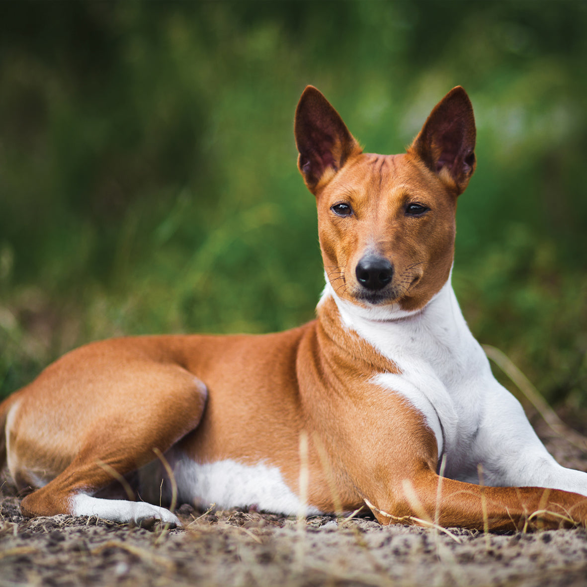 Basenji - Square Calendar 2026