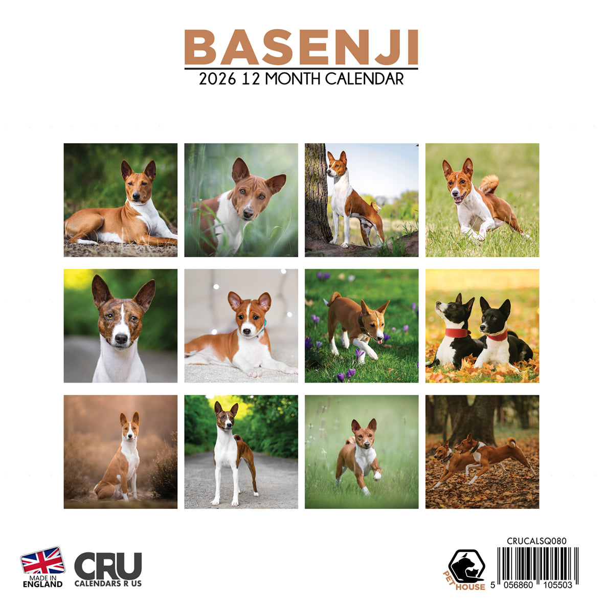 Basenji - Square Calendar 2026