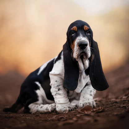 Bassett Hound - Square Calendar 2026