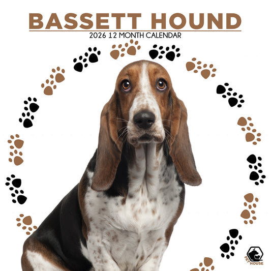 Bassett Hound - Square Calendar 2026