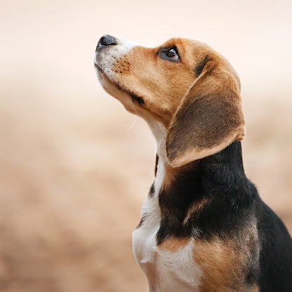 Beagle - Square Calendar 2026