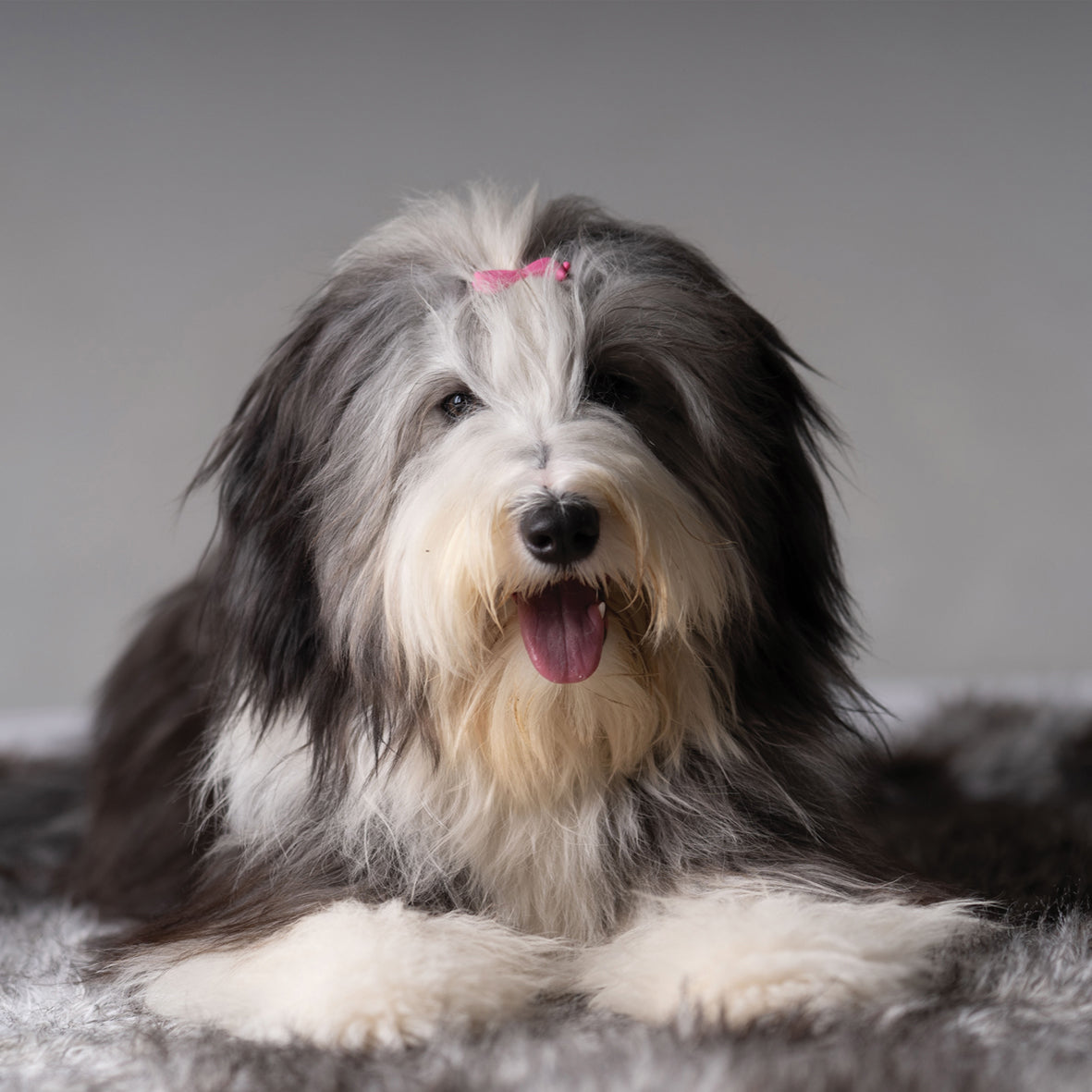 Bearded Collie - Square Calendar 2026
