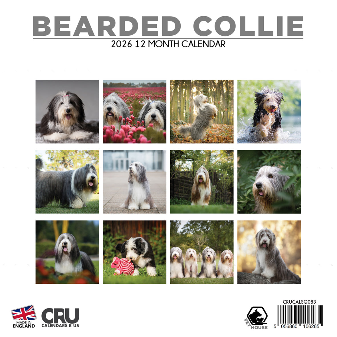 Bearded Collie - Square Calendar 2026