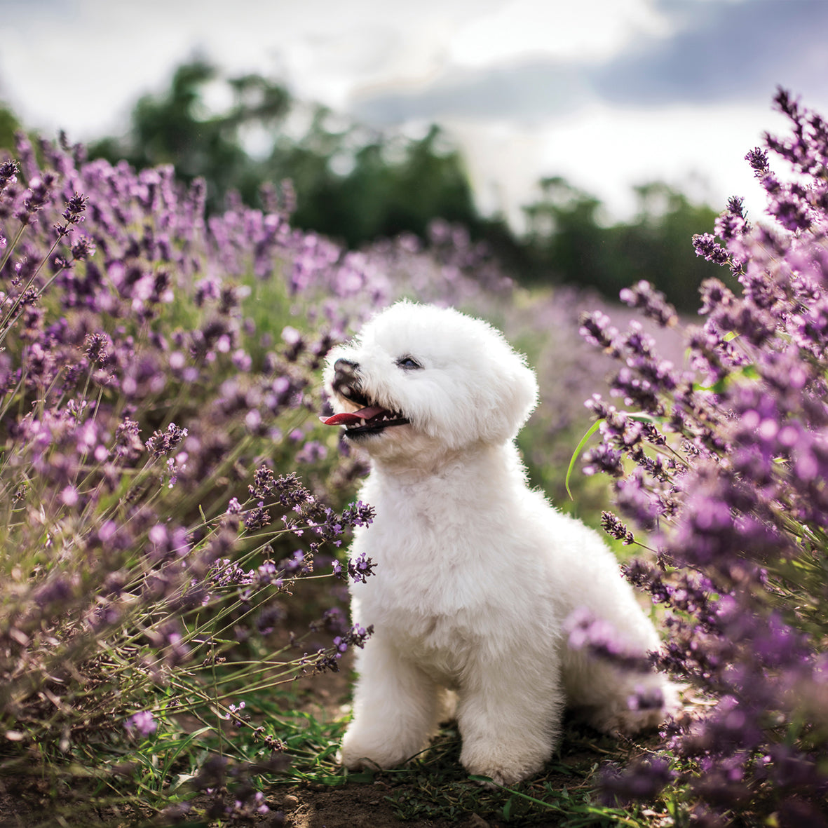 Bichin Frise - Square Calendar 2026