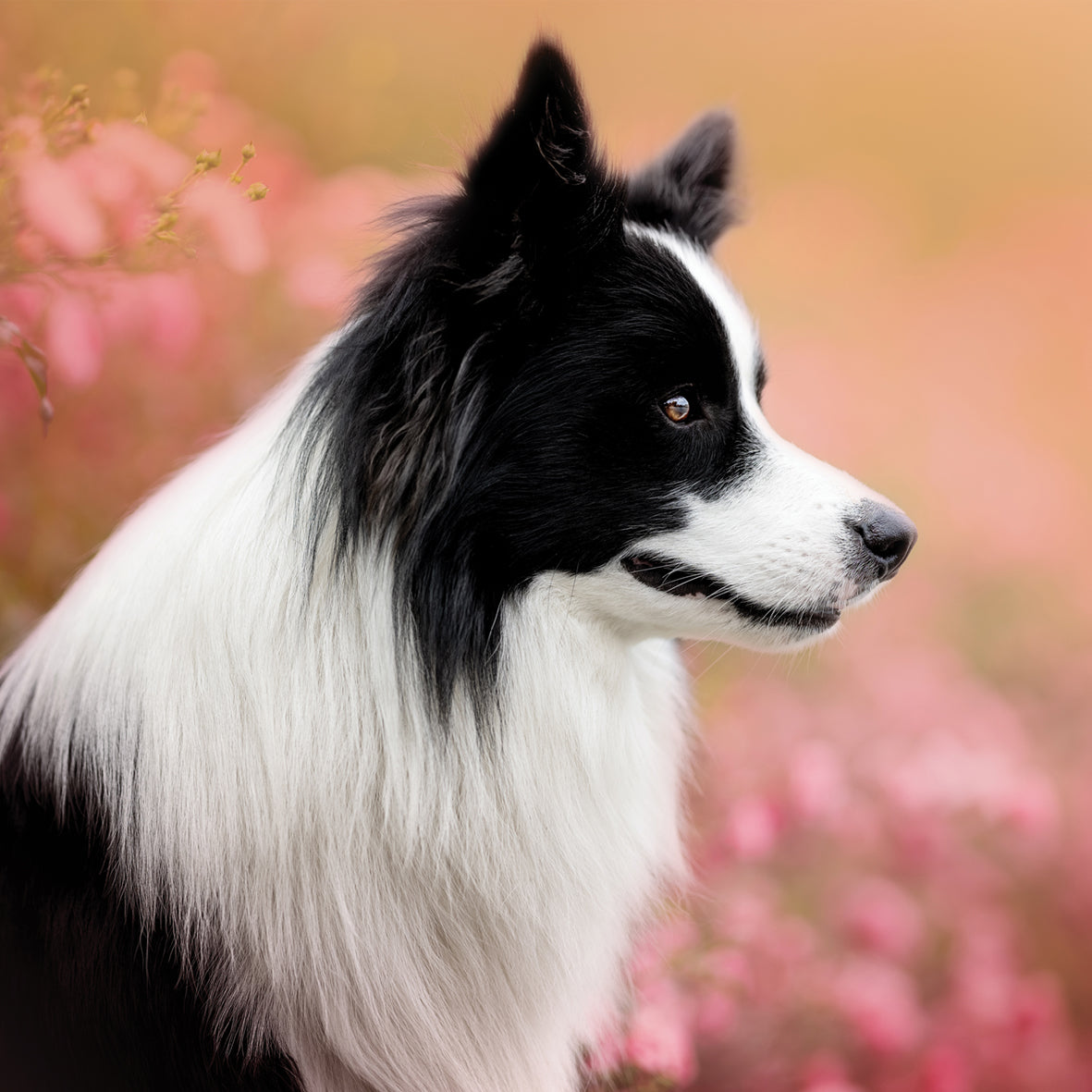 Border Collie - Square Calendar 2026