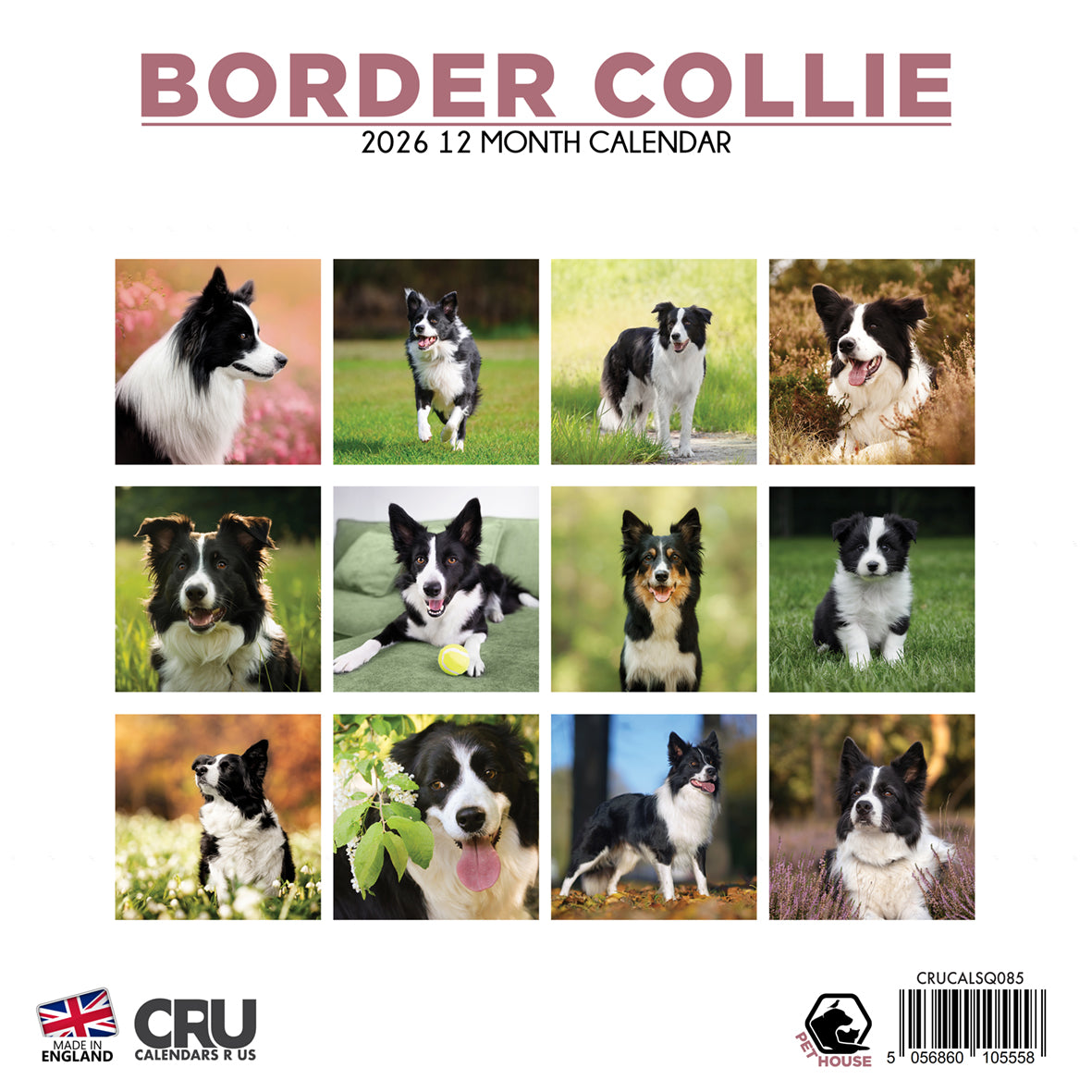 Border Collie - Square Calendar 2026