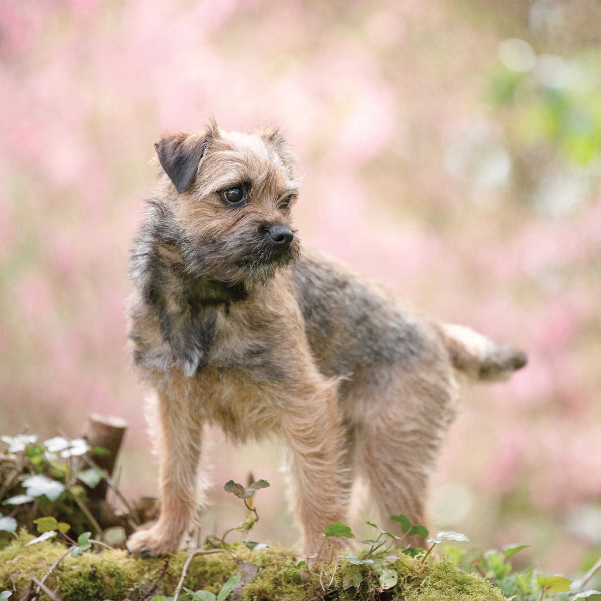 Border Terrier - Square Calendar 2026