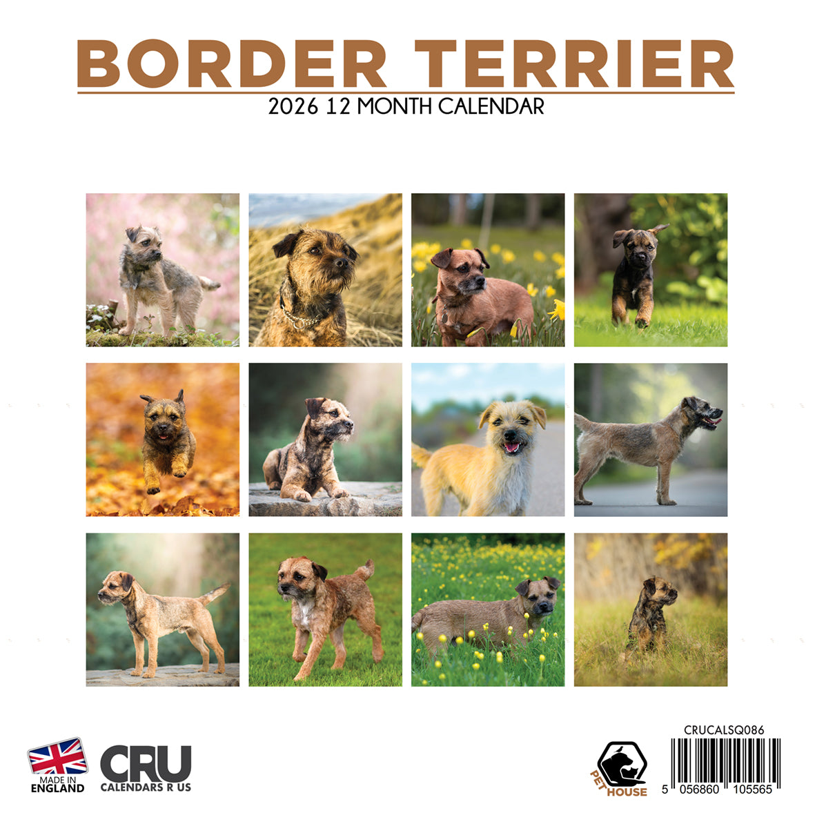 Border Terrier - Square Calendar 2026