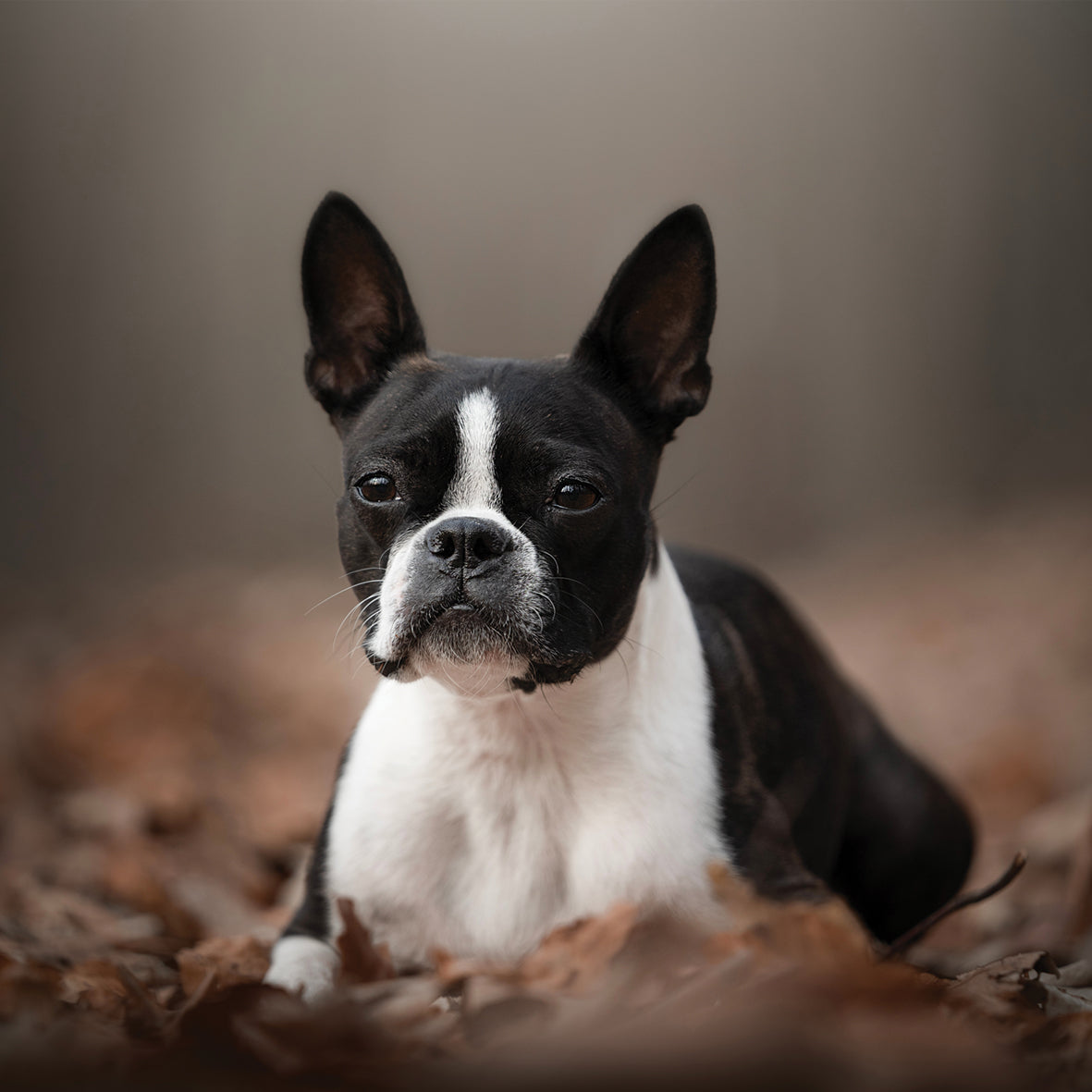 Boston Terrier - Square Calendar 2026