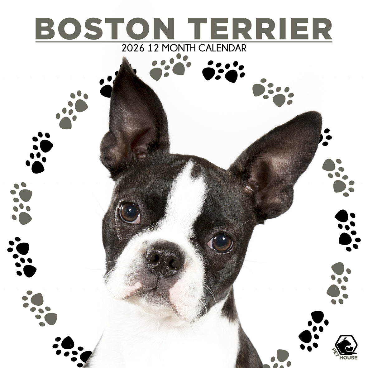 Boston Terrier - Square Calendar 2026