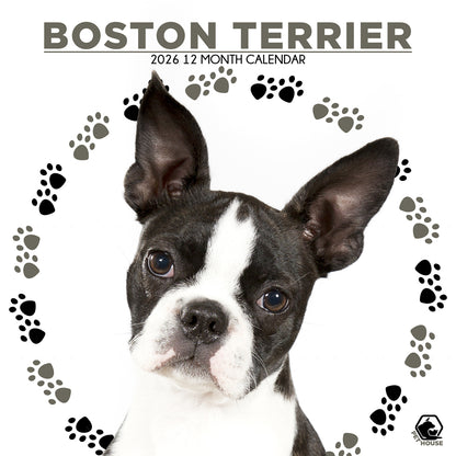 Boston Terrier - Square Calendar 2026