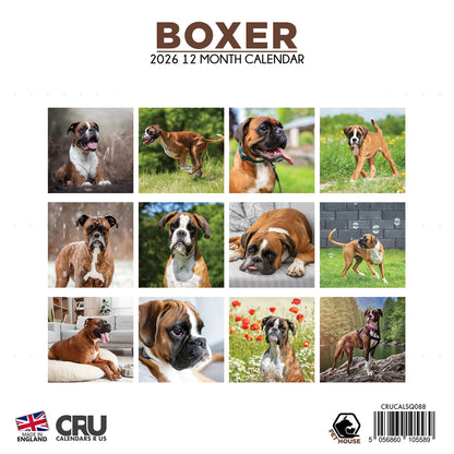 Boxer - Square Calendar 2026