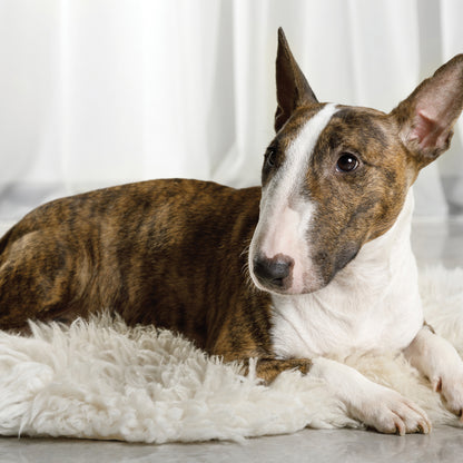 Bull Terrier - Square Calendar 2026