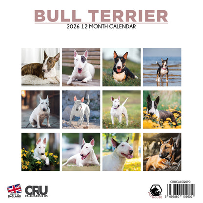 Bull Terrier - Square Calendar 2026