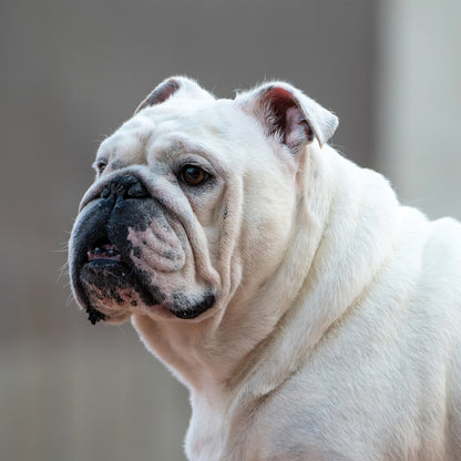 Bulldog - Square Calendar 2026