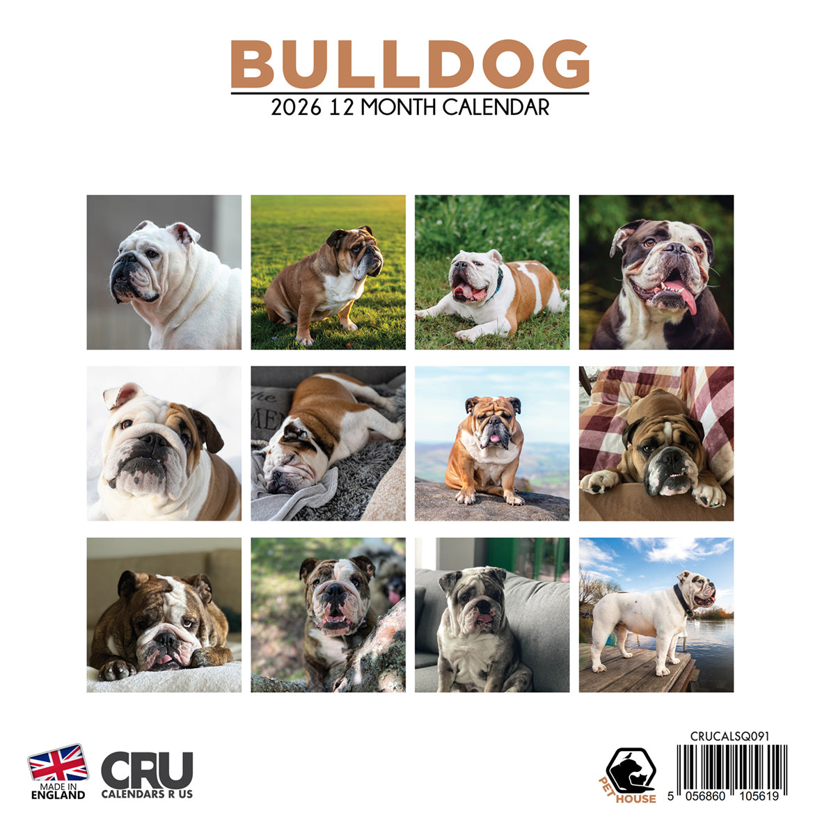 Bulldog - Square Calendar 2026