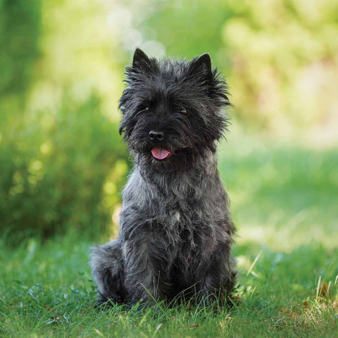 Cairn Terrier - Square Calendar 2026