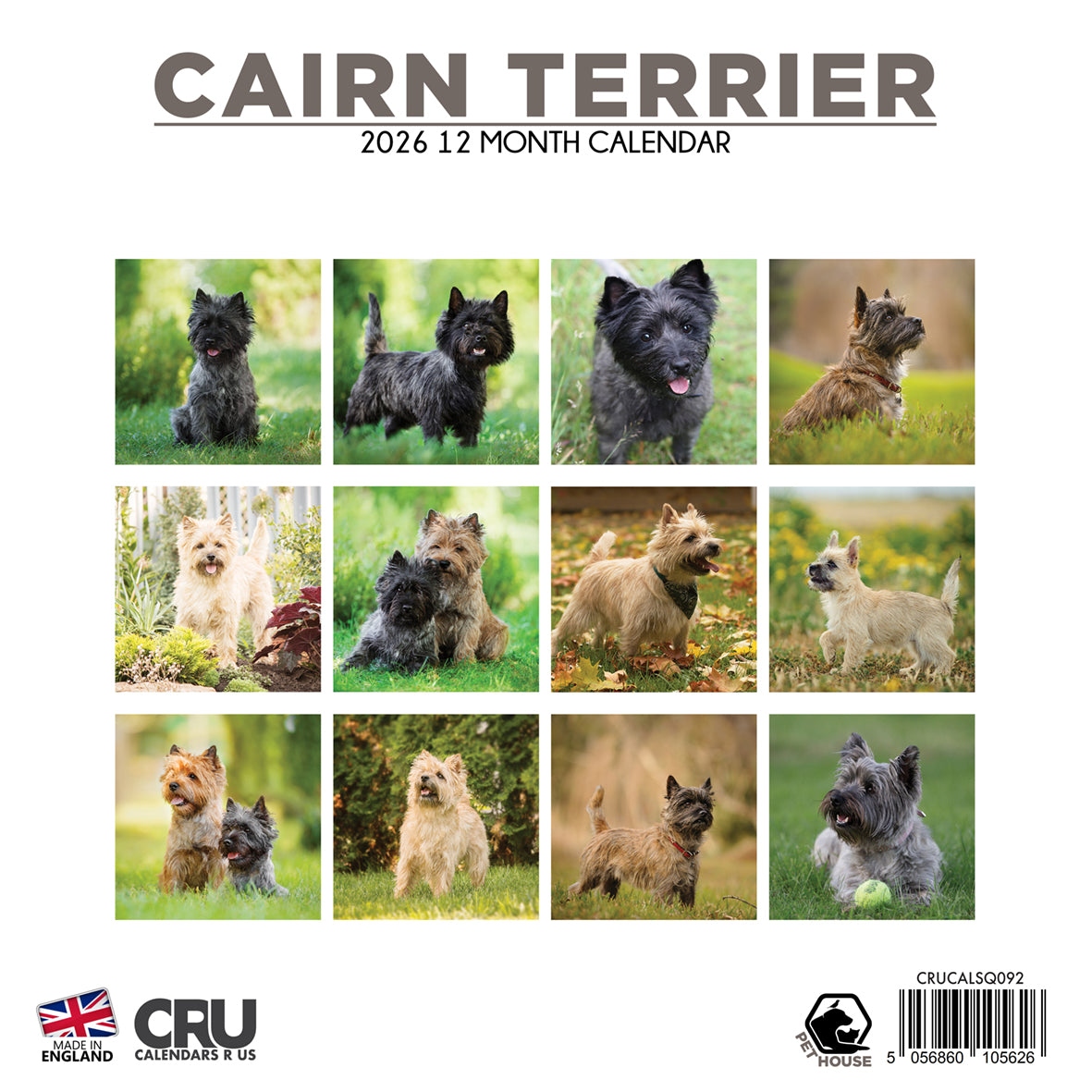 Cairn Terrier - Square Calendar 2026
