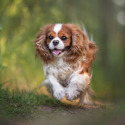 Cavalier King Charles - Square Calendar 2026