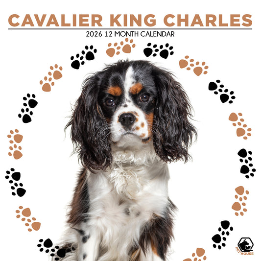 Cavalier King Charles - Square Calendar 2026