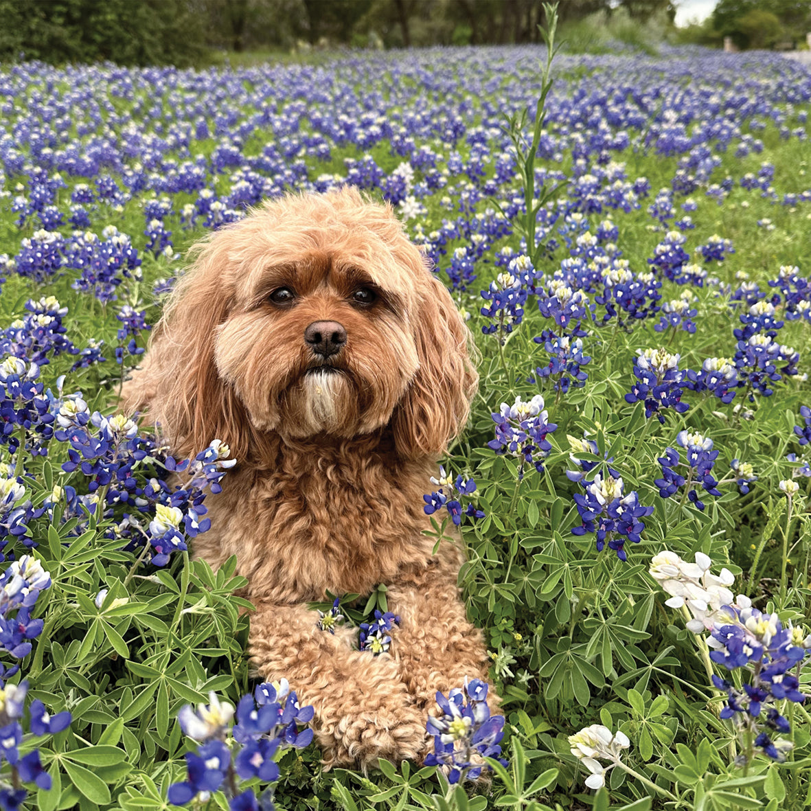 Cavapoo - Square Calendar 2026