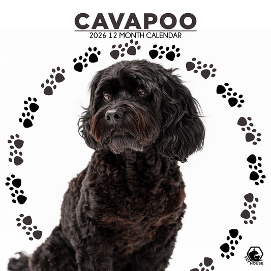 Cavapoo - Square Calendar 2026