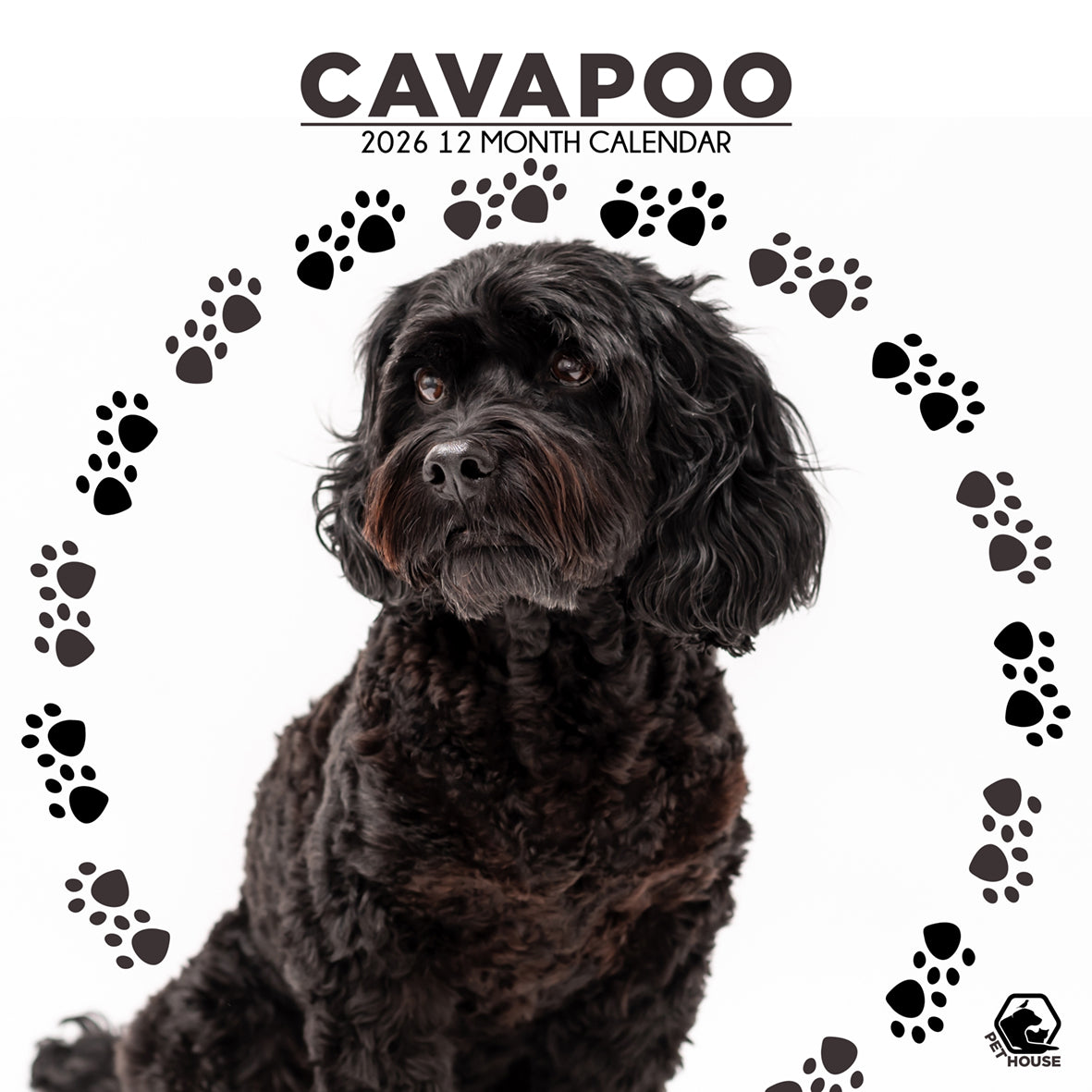 Cavapoo - Square Wholesale