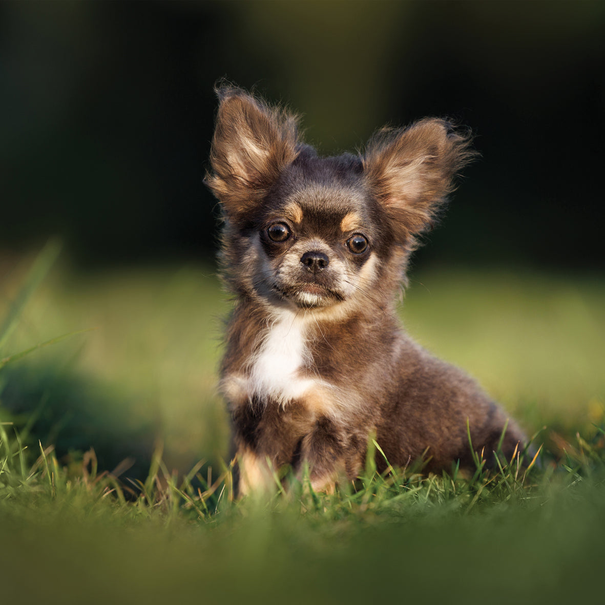 Chihuahua - Square Calendar 2026