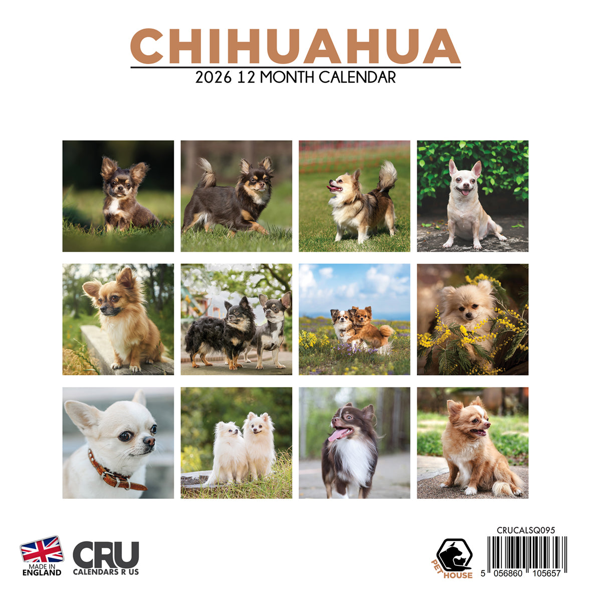 Chihuahua - Square Calendar 2026