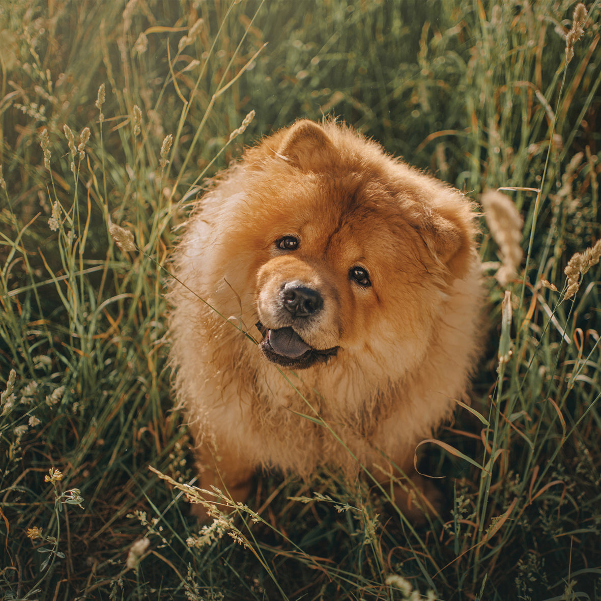 Chow Chow - Square Calendar 2026
