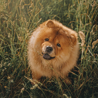 Chow Chow - Square Calendar 2026
