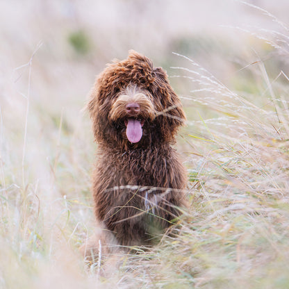 Cockapoo - Square Calendar 2026