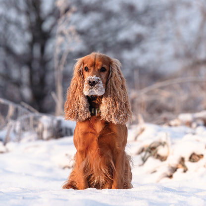 Cocker Spaniel - Square Calendar 2026