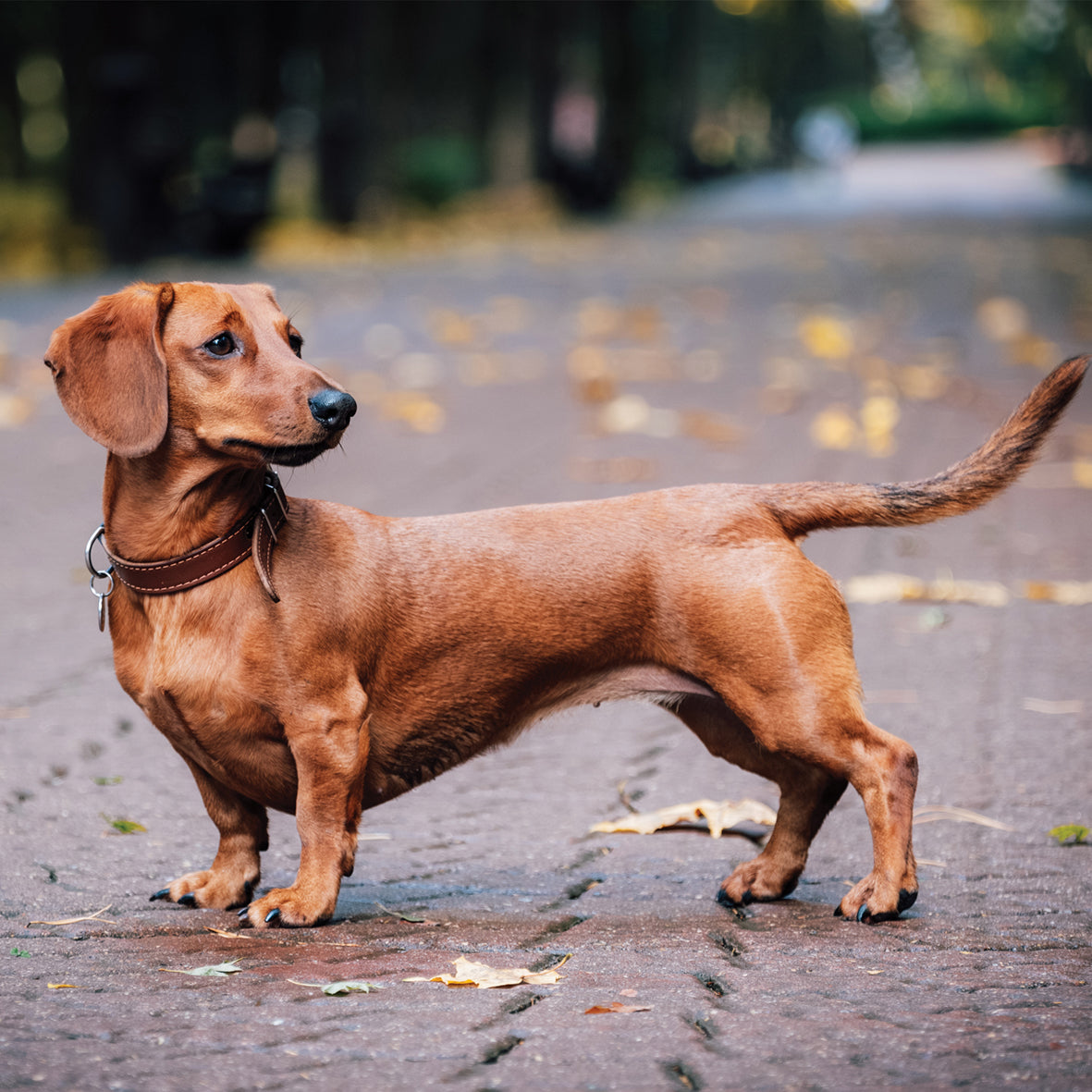 Dachshund - Square Calendar 2026