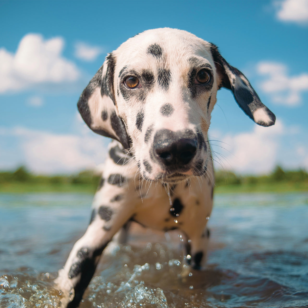 Dalmatian - Square Calendar 2026