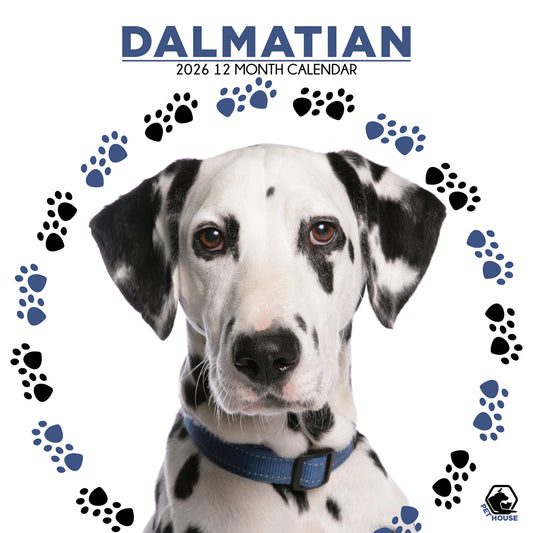 Dalmatian - Square Calendar 2026