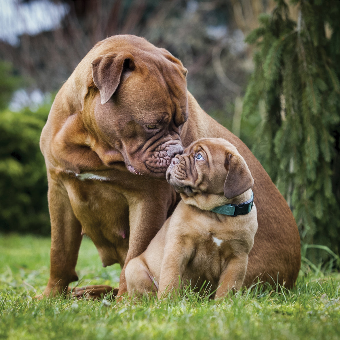 Dogue De Bordeaux - Square Calendar 2026