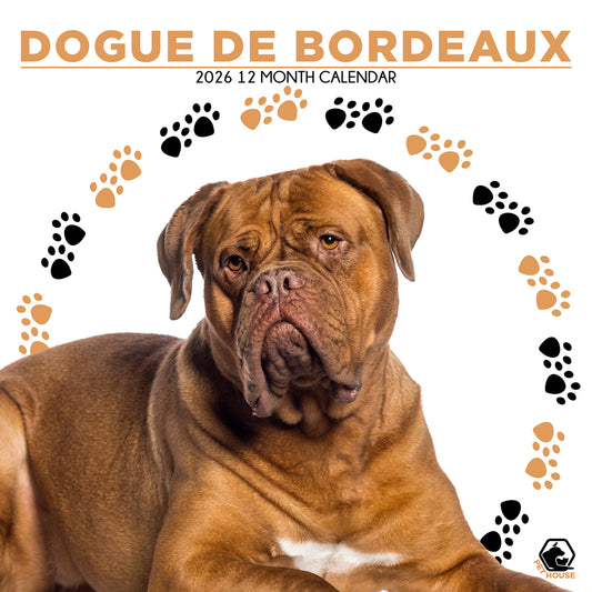 Dogue De Bordeaux - Square Wholesale