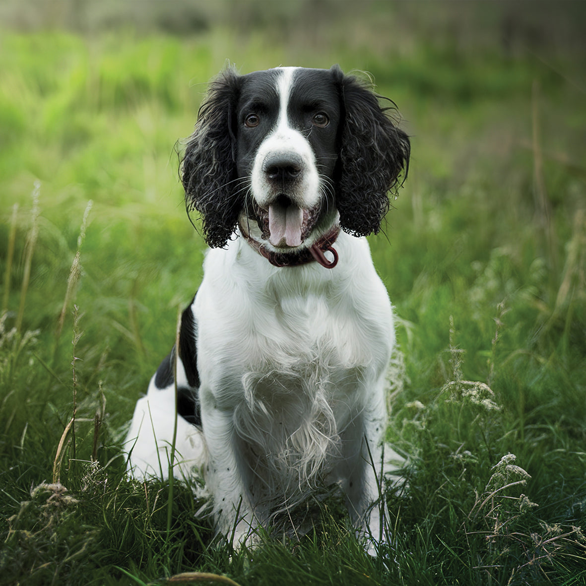 English Springer Spaniel - Square Calendar 2026