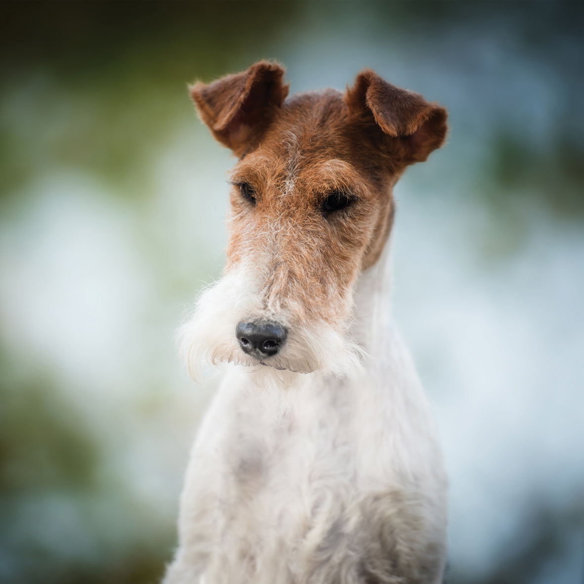 Fox Terrier - Square Calendar 2026