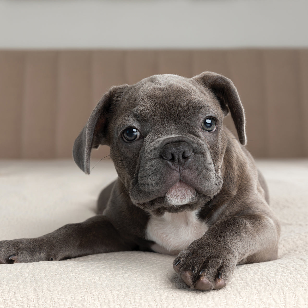 French Bulldog - Square Calendar 2026