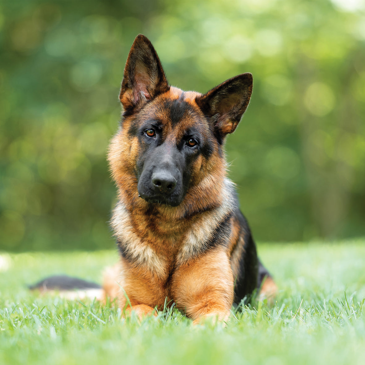 German Shepherd - Square Calendar 2026